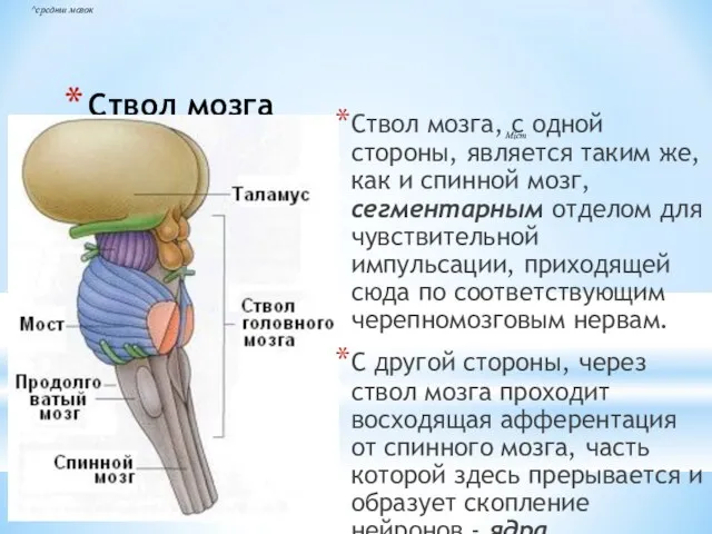 Ствол мозга Ствол мозга, с одной стороны, является таким же, как