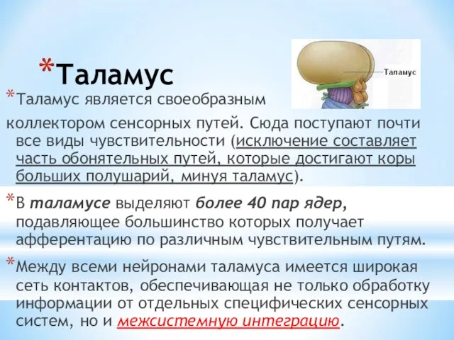 Таламус Таламус является своеобразным коллектором сенсорных путей. Сюда поступают почти все