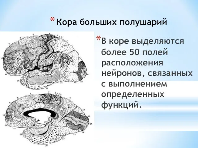 Кора больших полушарий В коре выделяются более 50 полей расположения нейронов, связанных с выполнением определенных функций.