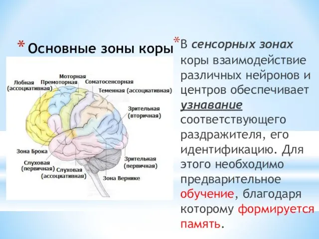 Основные зоны коры В сенсорных зонах коры взаимодействие различных нейронов и