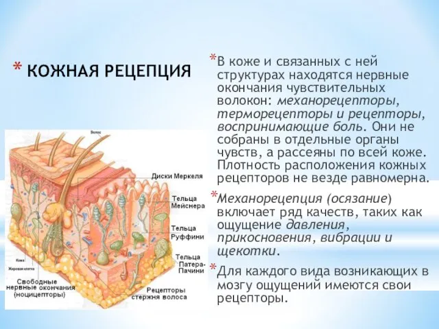 КОЖНАЯ РЕЦЕПЦИЯ В коже и связанных с ней структурах находятся нервные