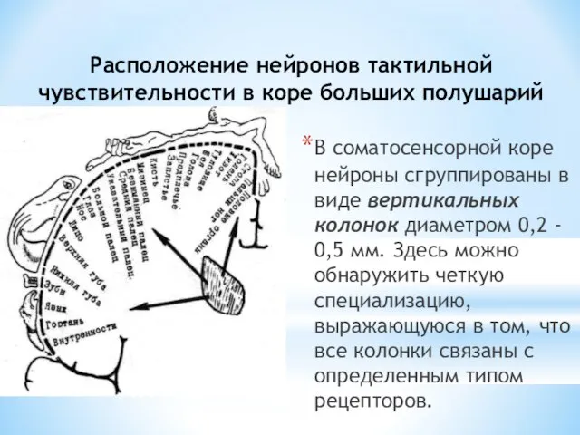 Расположение нейронов тактильной чувствительности в коре больших полушарий В соматосенсорной коре