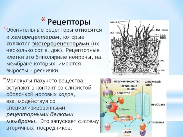 Рецепторы Обонятельные рецепторы относятся к хеморецепторам, которые являются экстерорецепторами (их несколько