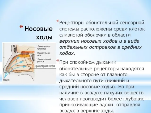 Носовые ходы Рецепторы обонятельной сенсорной системы расположены среди клеток слизистой оболочки