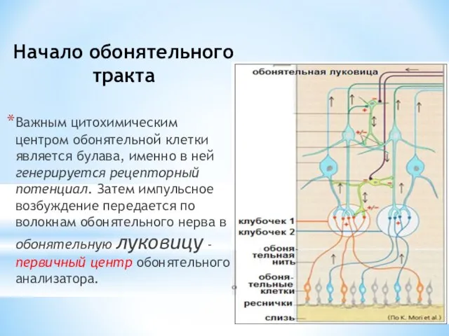 Начало обонятельного тракта Важным цитохимическим центром обонятельной клетки является булава, именно