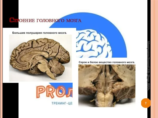 Строение головного мозга Мастер-класс Лаптевой Т.В., Курск, 2021г.