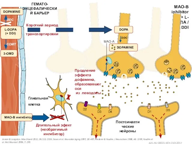 MAO-B D1 D5 D2 D4 D3 MAO-B inhibitor + L-ДОПА /