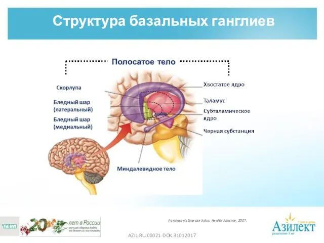 Структура базальных ганглиев Parkinson’s Disease Atlas. Health Alliance, 2007. AZIL-RU-00021-DOK-31012017