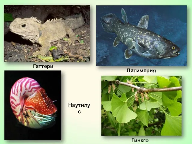 Гаттерия Латимерия Гинкго Наутилус