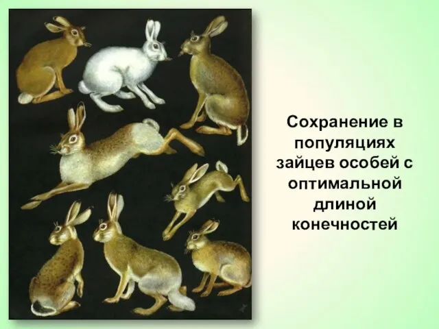 Сохранение в популяциях зайцев особей с оптимальной длиной конечностей