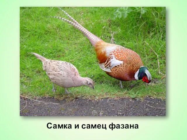 Самка и самец фазана