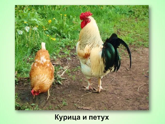 Курица и петух