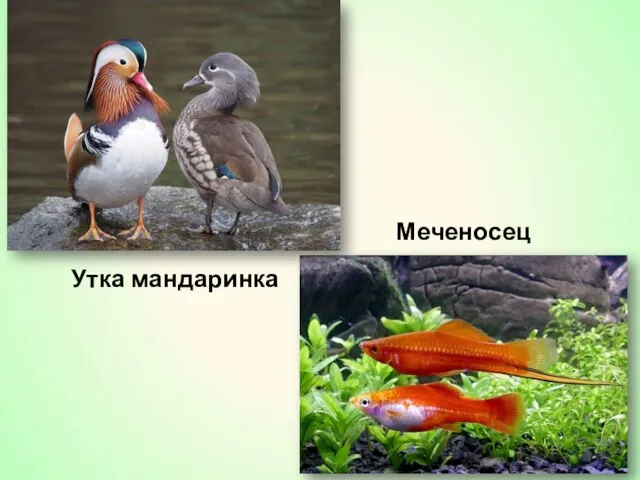 Утка мандаринка Меченосец