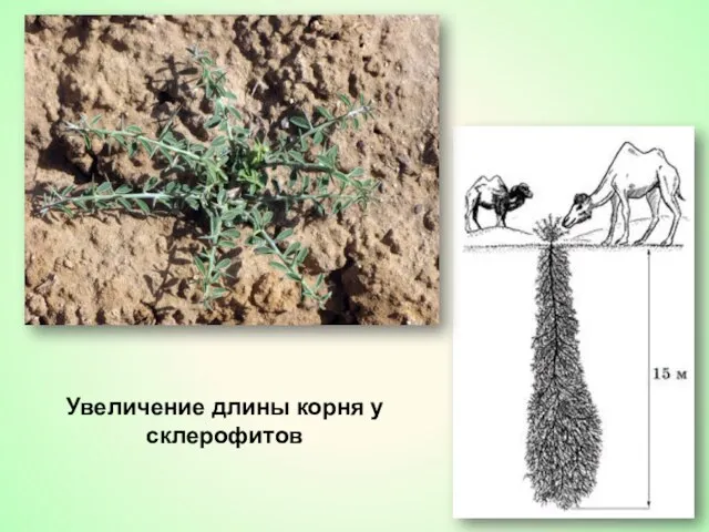 Увеличение длины корня у склерофитов