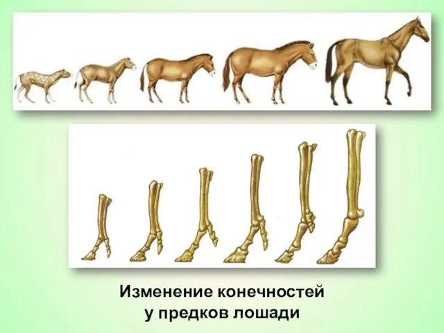 Изменение конечностей у предков лошади