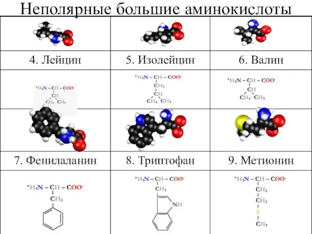 Неполярные большие аминокислоты