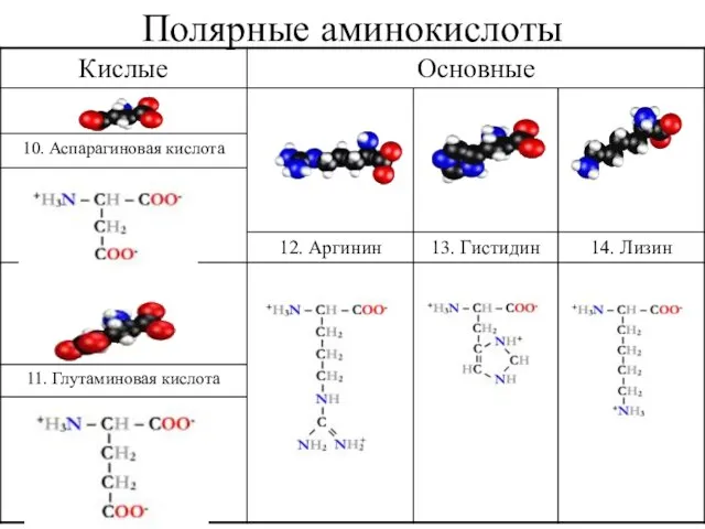 Полярные аминокислоты