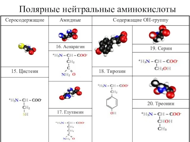 Полярные нейтральные аминокислоты