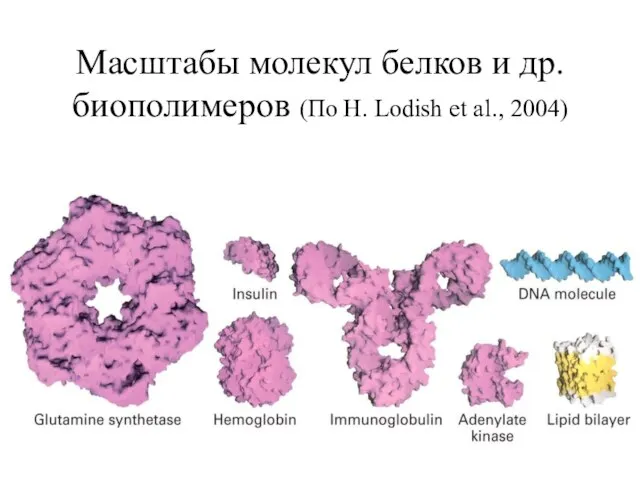 Масштабы молекул белков и др. биополимеров (По H. Lodish et al., 2004)