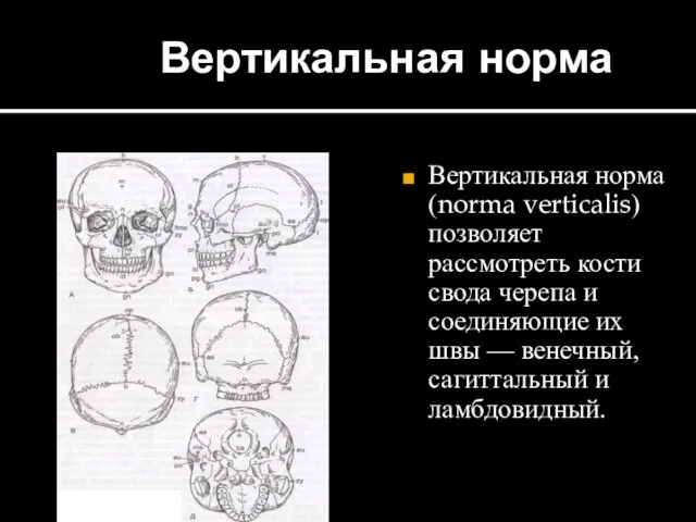 Вертикальная норма Вертикальная норма (norma verticalis) позволяет рассмотреть кости свода черепа