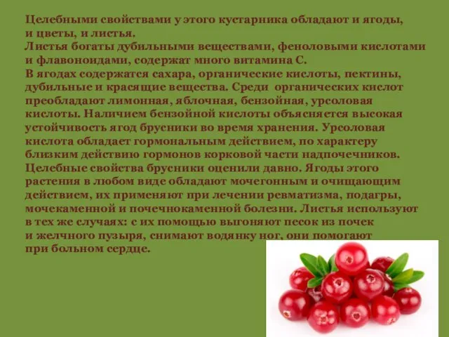 Целебными свойствами у этого кустарника обладают и ягоды, и цветы, и