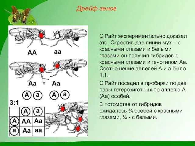 С.Райт экспериментально доказал это. Скрестив две линии мух – с красными