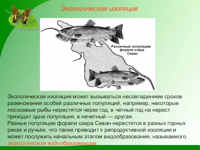 Экологическая изоляция Экологическая изоляция может вызываться несовпадением сроков размножения особей различных