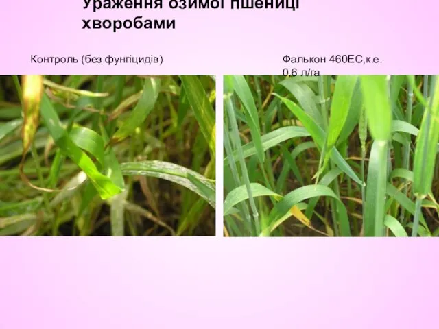 Ураження озимої пшениці хворобами Контроль (без фунгіцидів) Фалькон 460EC,к.е. 0,6 л/га