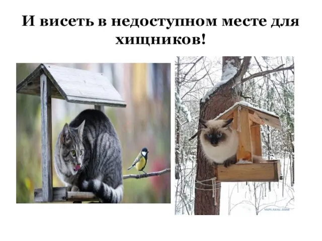 И висеть в недоступном месте для хищников!