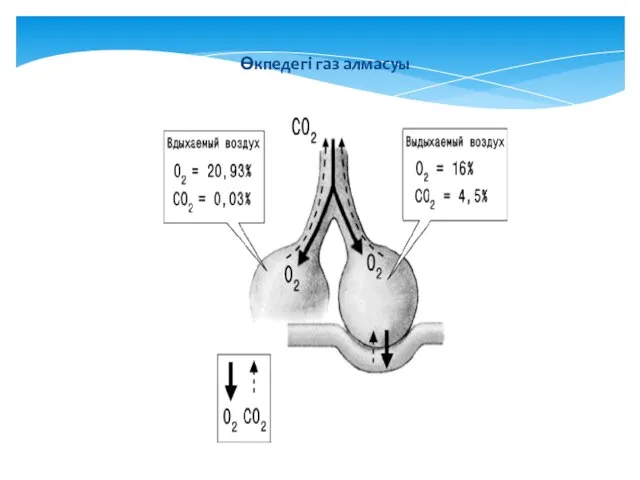 Өкпедегі газ алмасуы