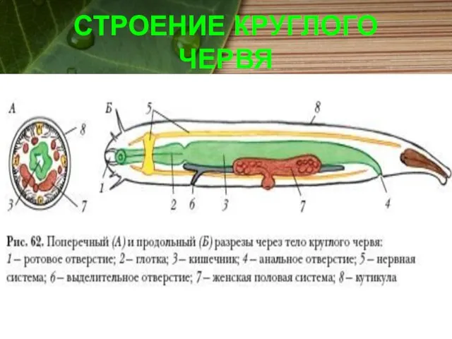 СТРОЕНИЕ КРУГЛОГО ЧЕРВЯ