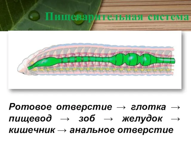 Пищеварительная система Ротовое отверстие → глотка → пищевод → зоб →