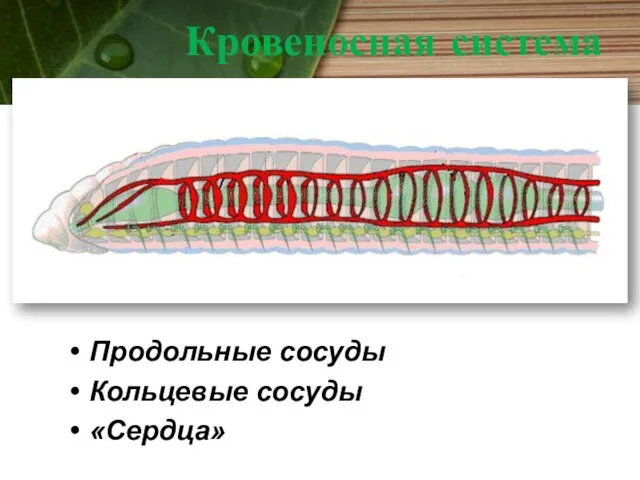 Кровеносная система Продольные сосуды Кольцевые сосуды «Сердца»