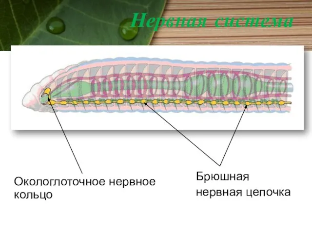 Нервная система Окологлоточное нервное кольцо Брюшная нервная цепочка