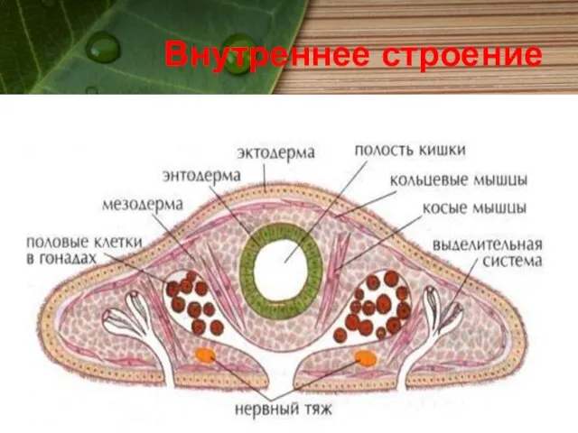 Внутреннее строение