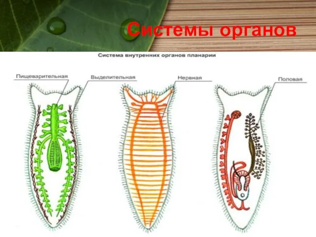 Системы органов