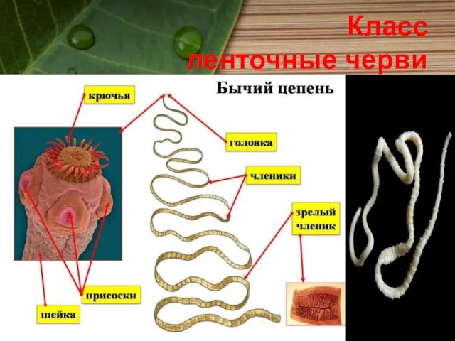 Класс ленточные черви