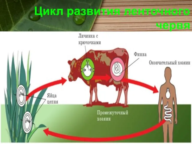 Цикл развития ленточного червя