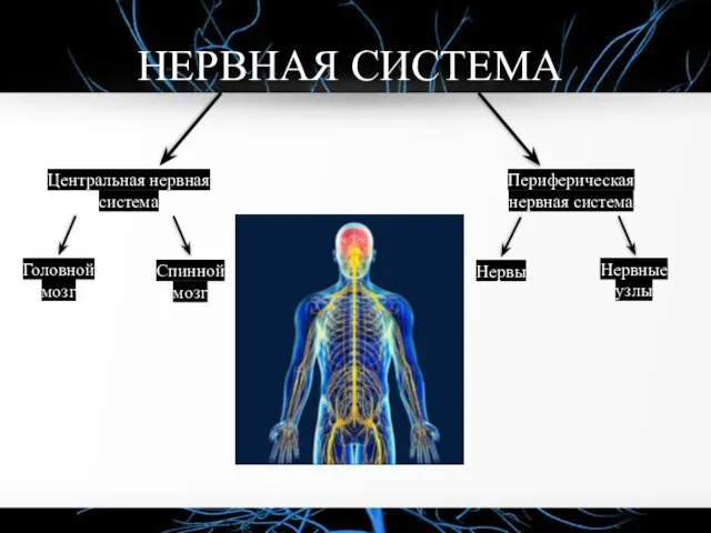 НЕРВНАЯ СИСТЕМА Центральная нервная система Периферическая нервная система Головной мозг Спинной мозг Нервы Нервные узлы