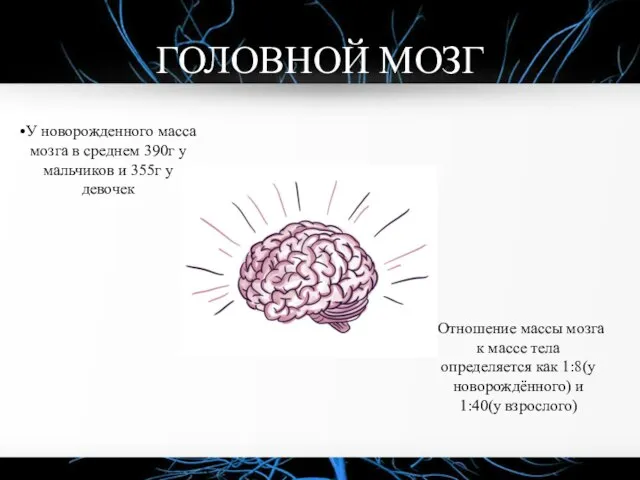 ГОЛОВНОЙ МОЗГ •У новорожденного масса мозга в среднем 390г у мальчиков