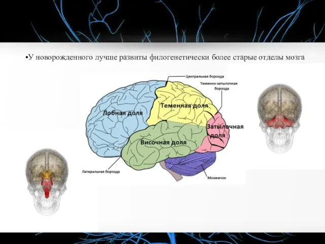 •У новорожденного лучше развиты филогенетически более старые отделы мозга