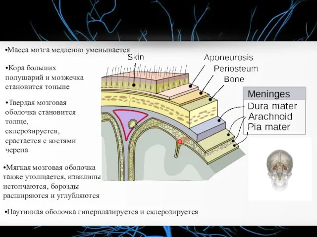 •Масса мозга медленно уменьшается •Кора больших полушарий и мозжечка становится тоньше