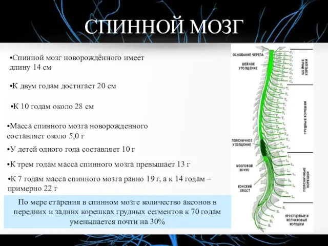 СПИННОЙ МОЗГ •Спинной мозг новорождённого имеет длину 14 см •К двум