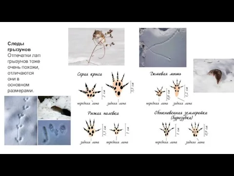 Следы грызунов Отпечатки лап грызунов тоже очень похожи, отличаются они в основном размерами.