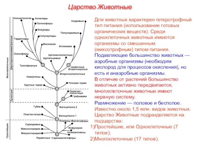 Для животных характерен гетеротрофный тип питания (использование готовых органических веществ). Среди