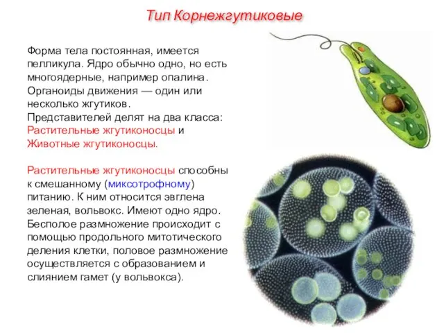 Форма тела постоянная, имеется пелликула. Ядро обычно одно, но есть многоядерные,