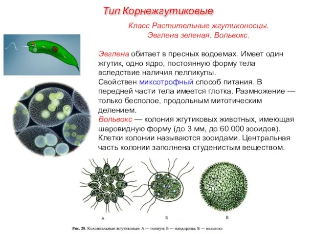 Класс Растительные жгутиконосцы. Эвглена зеленая. Вольвокс. Эвглена обитает в пресных водоемах.