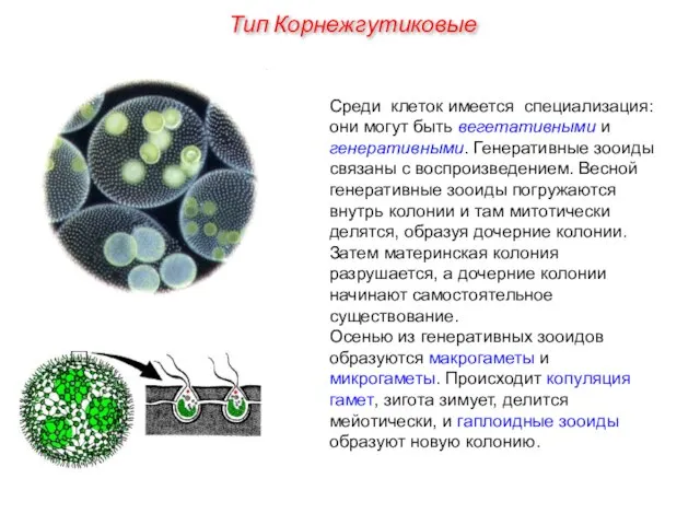 Среди клеток имеется специализация: они могут быть вегетативными и генеративными. Генеративные