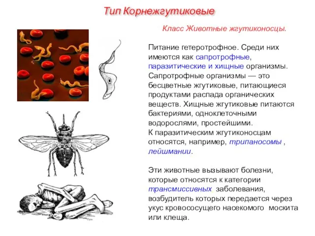 Класс Животные жгутиконосцы. Питание гетеротрофное. Среди них имеются как сапротрофные, паразитические