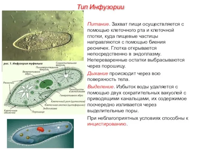 Питание. Захват пищи осуществляется с помощью клеточного рта и клеточной глотки,